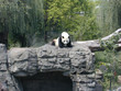 panda on rock