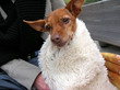 chien qui a froid