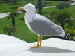 mouette mouette