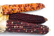 indian corn2