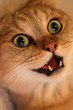 crazy cat