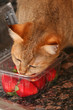 strawberry cat