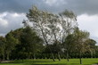 tempête