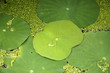 water lily water lily