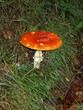 champignon rouge