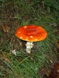 champignon rouge