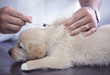 golden retriever puppy vacinating