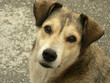 dog_2