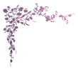 violet corner