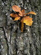oak leaves