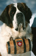 st-bernard chien