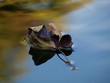 treibendes blatt treibendes blatt
