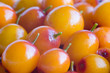sea-buckthorn