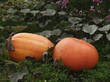 two pumpkins