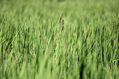 wheat wheat