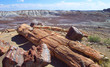 petrified forest