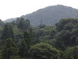 temple in the trees