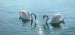 romantic swans couple in a lake. romantic swans couple in a lake.