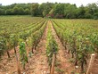 vignoble bourguignon