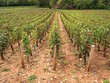 vignoble de bourgogne