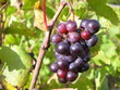 grappe de raisin