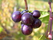 raisin