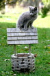 kitty on rooftop