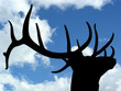 proud elk proud elk