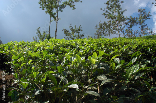 india, kerala: tea plantation