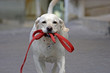 happy dog running in the street