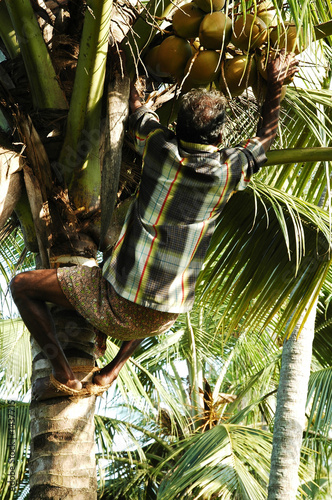 india, kerala: harvesting coconut