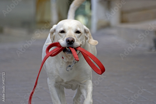 Photo: happy dog running in the street happy dog running in the street