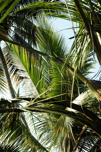 india, kerala: landscape