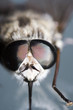 bugs eyes