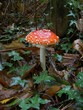 amanite tue-mouche