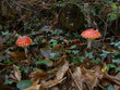 amanite tue-mouche