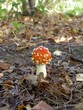 amanite tue-mouche
