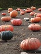 courges