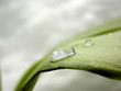 frühling