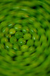 petit-pois roll 2