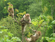der fallende affe
