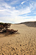 deserto danese