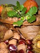 nature morte
