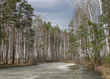russian forest