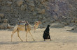 woman and camel