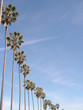 palms.