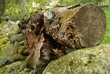 l'arbre mort