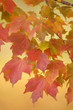 autumn leaves