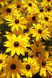 black eyed susan