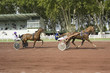 course de chevaux